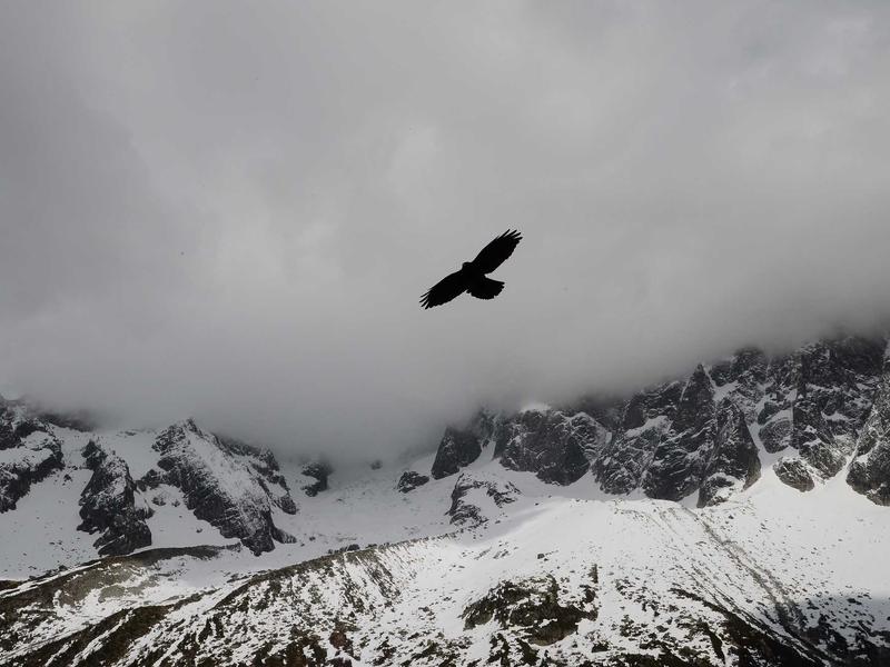 分歧者崛起<br>bcxjjkz.cn 博学派抉择